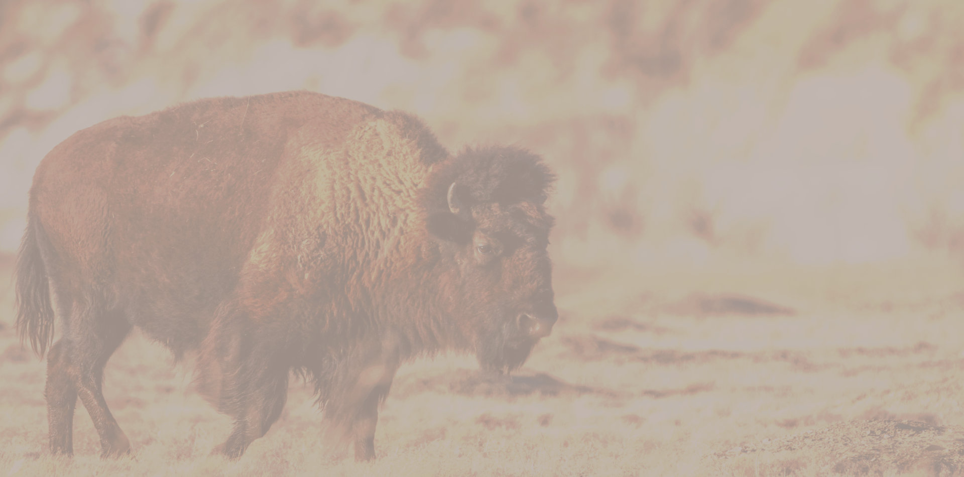 Bison Belong - The Eleanor Luxton Historical Foundation